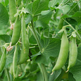 Горох овощной Исток