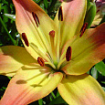 Лилия азиатская Коррида