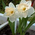 Нарцисс Крупноцветковый British Gamble