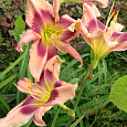 Лилейник гибридный Storm Damage