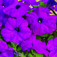 Петуния каскадная Рэмблин Виолет