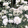 Гвоздика перистая Haytor White