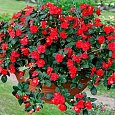 Бальзамин ампельный Тумблер Скарлет
