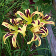 Лилейник гибридный Фри Вилин Лилейник гибридный Фри Вилин