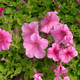 Петуния грандифлора Игл Пастел Пинк