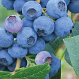 Голубика высокорослая Эрлиблю