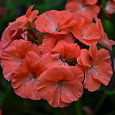 Пеларгония зональная Блэк Вельвет Скарлет