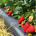 Земляника садовая Юбилейная Говоровой Земляника садовая Юбилейная Говоровой