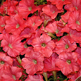 Петуния ампельная Опера Корал