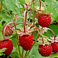 Земляника садовая Золушка Земляника садовая Золушка