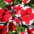 Петуния грандифлора Дримс Ред Пикоти
