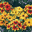 Рудбекия низкорослая Беки Формула микс