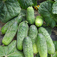Огурец  Левина Микс F1