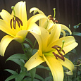 Лилия ОТ-гибрид Авокадо Лилия ОТ-гибрид Авокадо