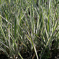 Фалярис тростниковый Триколор