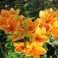 Лилия азиатская махровая Дабл Ориндж Лилия азиатская махровая Дабл Ориндж
