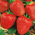 Земляника садовая Вэлери Земляника садовая Вэлери