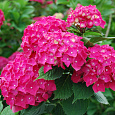Гортензия крупнолистовая Пиа Гортензия крупнолистовая Пиа