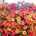 Калибрахоа Chameleon Sunshine Berry