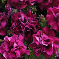 Петуния махровая многоцветковая Дуо бургунди