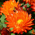 Гелихризум (Бессмертник) Королевский размер оранж