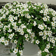 Бакопа Снежная лавина
