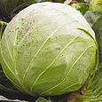 Капуста белокочанная F1 Казачок