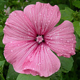 Лаватера Розовая магия