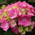 Гортензия крупнолистовая Розита