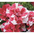 Петуния махровая многоцветковая Дуо ред энд вайт