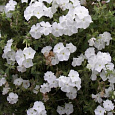 Флокс друммонда Этни Вайт