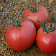 Томат Транс Кинг F1